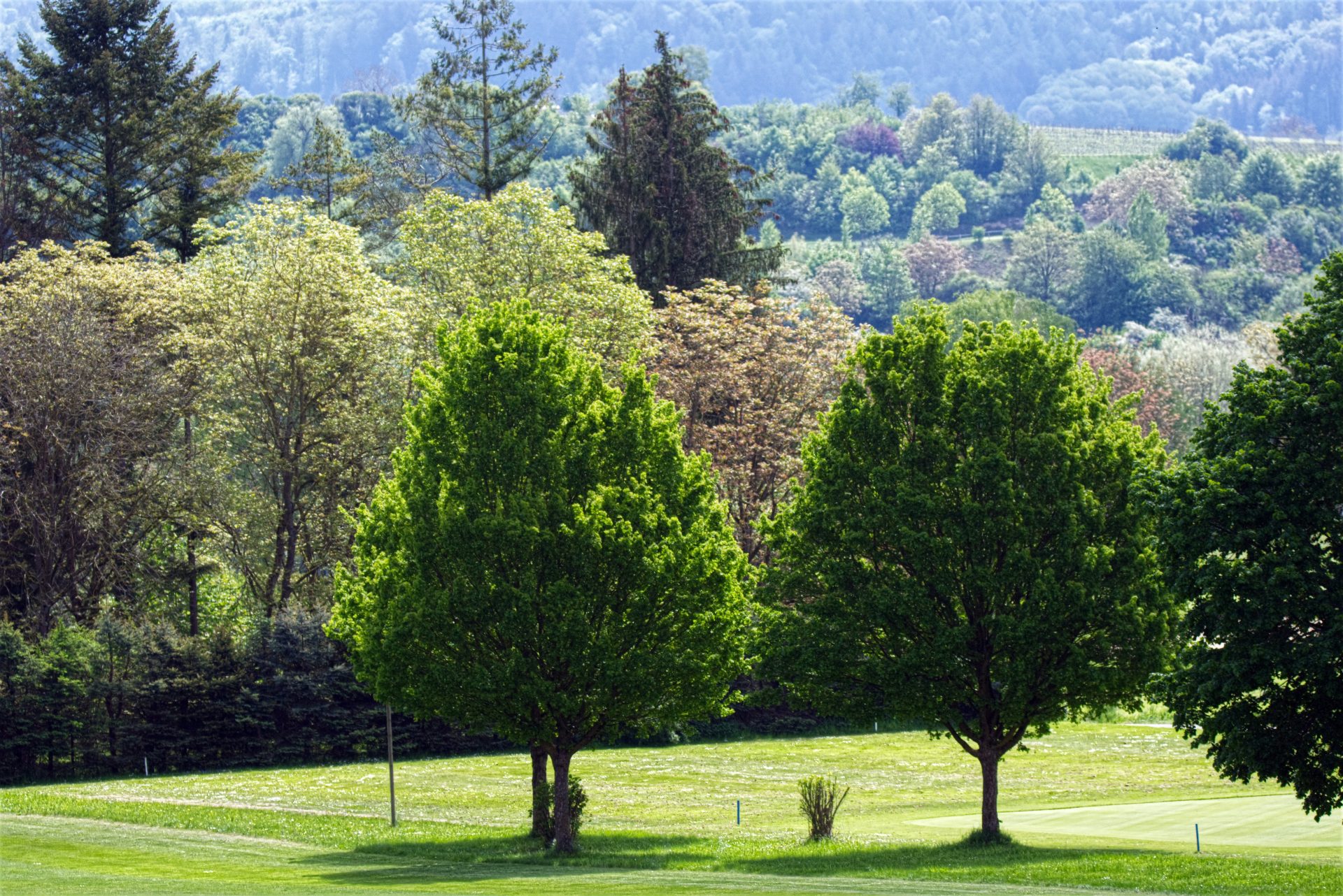 Eine grasbewachsene Wiese mit Bäumen und Bergen im Hintergrund